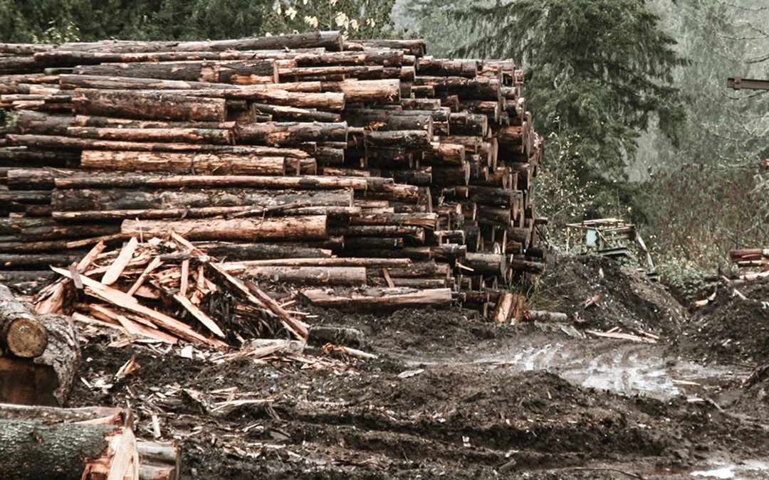 Lumber Prices on the Rise – Again